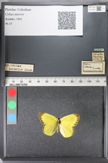 Media type: image;   Entomology 119651